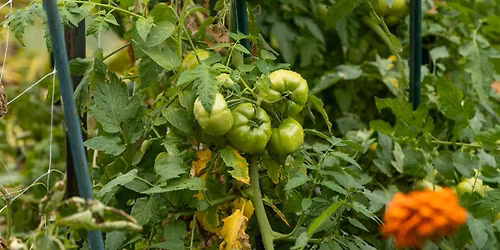 Farm Workshop: Planting & Trellising