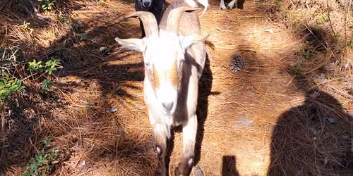 12\/06 Guided Nature Walk with Goat Herd at Jaybird Hammock Farm