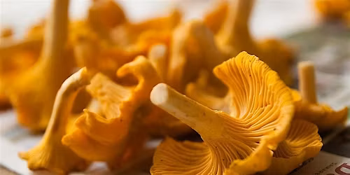Mushroom Foraging 101