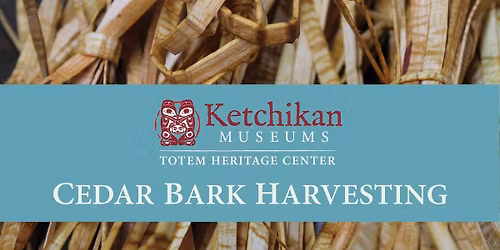 Cedar Bark Harvesting