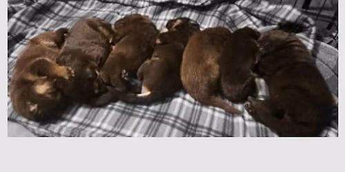 Puppy Yoga with the May Flowers Litter!