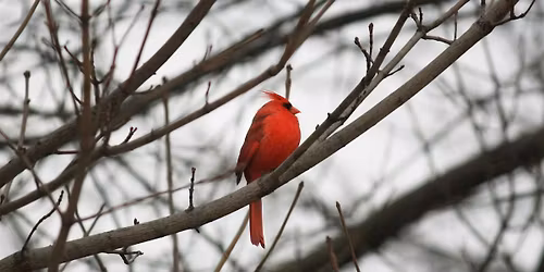 Formation FeederWatch (en Fran\u00e7ais)