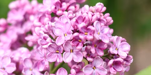 2026 Lombard Lilac Parade