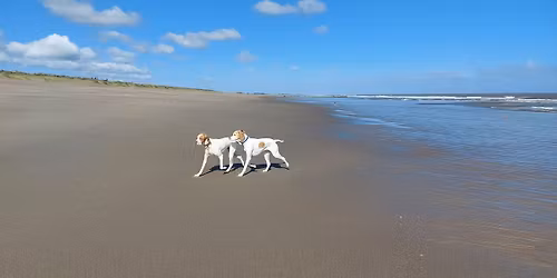 Beach Gallop \ud83c\udf0a\ud83d\udc3e