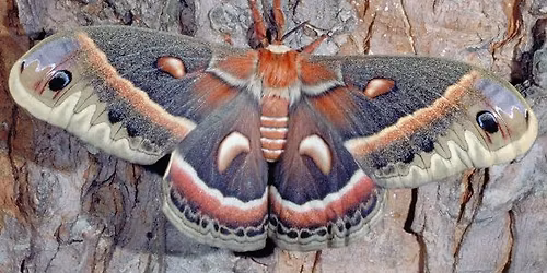 Our Native Giant Silk Moths