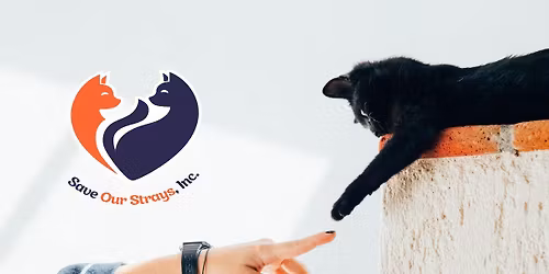 Kitten and Cat Weekly Adoption Event