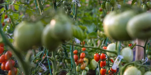 Harvest and Hang @ The Food Strong Farm