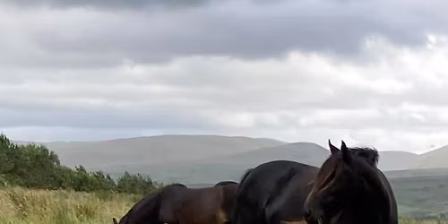 Equine Land Management with the Equine Ecologist with Annabel Holmes