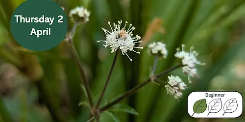 Woodland Plants for Beginners