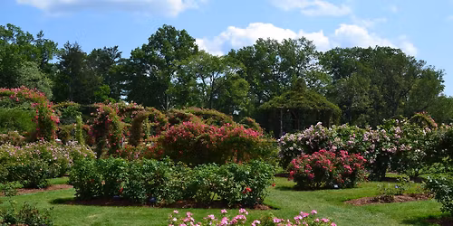 Rose Garden Tour