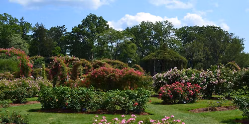 Rose Garden Tour