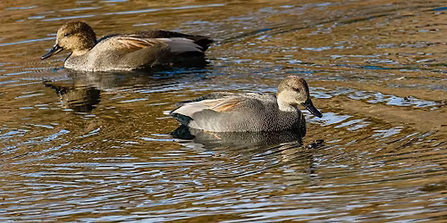 Birding Wilson Springs Ponds in Fall