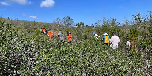 Restoration at the Upper Newport Bay (Riparian)