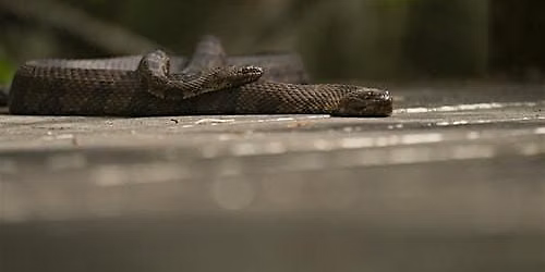 Hiking with Snakes