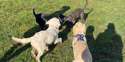 Puppy Social Play