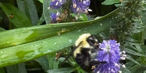 \ud83d\udc1d Pollinator Month Workshop: Mason Bees & Bee Houses