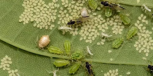 Harvesting, Pests & Diseases \u2013 Gardening Workshop