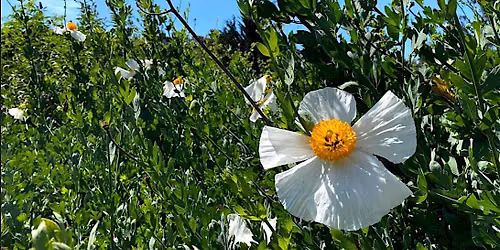 Alemany Farm Native Plant Volunteer day