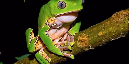 Kambo Ceremony\u2013 Deep Healing & Renewal