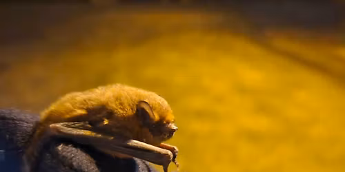 Jarn\u00ed vypou\u0161t\u011bn\u00ed netop\u00fdr\u016f u Hamersk\u00e9ho rybn\u00edka