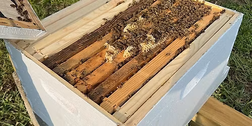 Beginning Beekeeper Workshop
