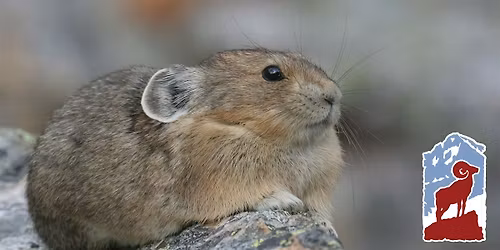Wildlife of the High Country in Rocky Mountain National Park
