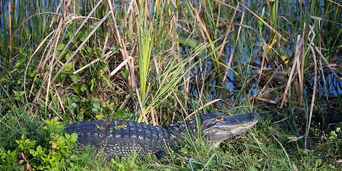 October Hike at Ritch Grissom Memorial Wetlands