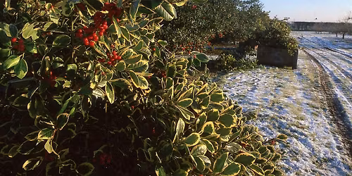 Holly Orchard Tour and Traditional Wreath Making Day
