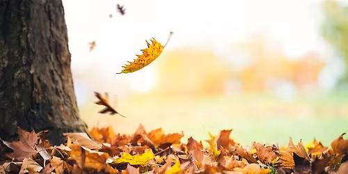 Fun Facts and Falling Foliage (8+)