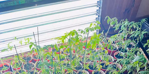 Farm Stand Pop Up\/Seedling Sale and More!