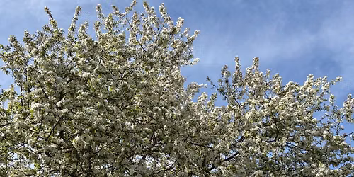 Silent Meditation Retreat, hosted by UW Health Mindfulness Program
