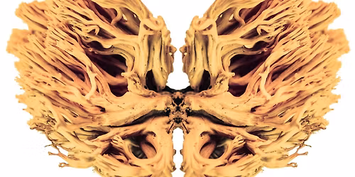 RADIO LSD - Albert Hofmann\u2019s trip