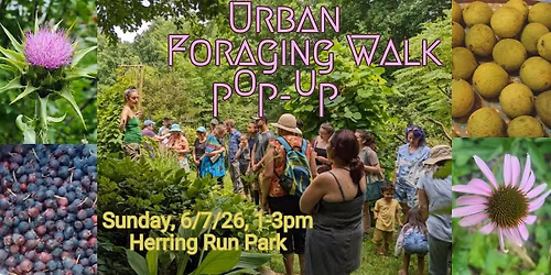 Pop-Up Urban Foraging Walk