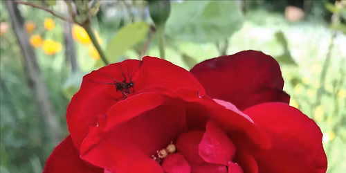 Randonn\u00e9e nature : "le Tour du Parc de Bagatelle"