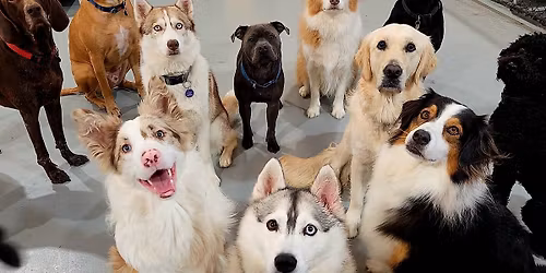 Playful Pups Open Day