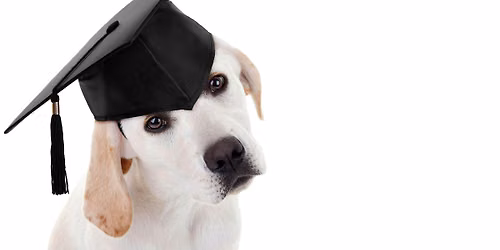 Puppy School with Clinical Behaviourist Jess Hyams