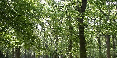 Hanningfield Phenology and Nature Journaling for Adults