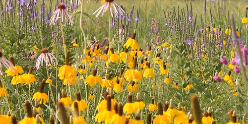 Pollinator Seeding at Lake Elmo Park Reserve