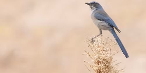 Bird Walk -- Leasburg Dam State Park