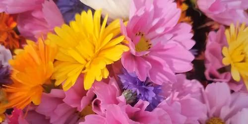 Caxton Farmers Market: May 2026