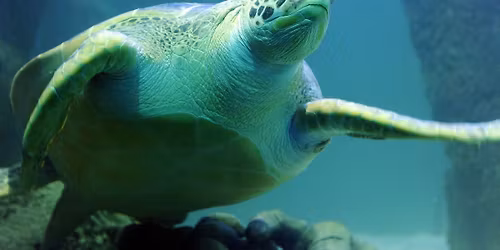 Teacher Appreciation Days - FREE Entry to Michigan's Largest Aquarium - SEA LIFE