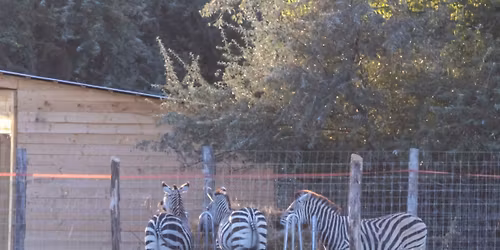 Hatvanpusztai zebrasimogat\u00f3