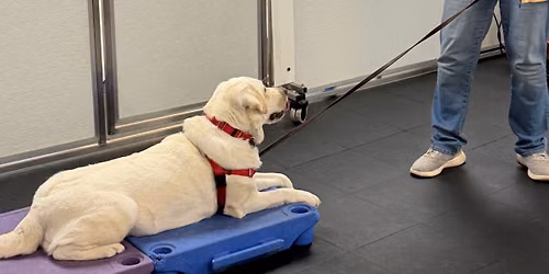 Advanced Beginner Dog Training Class