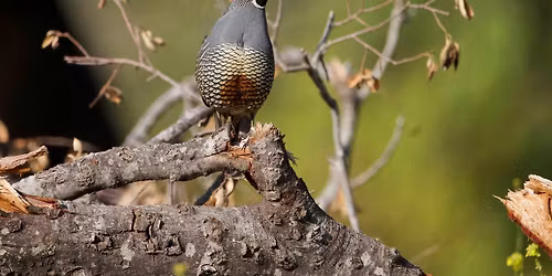 Fall Colors Sunday Morning Bird Walk @ Irvine Regional Park