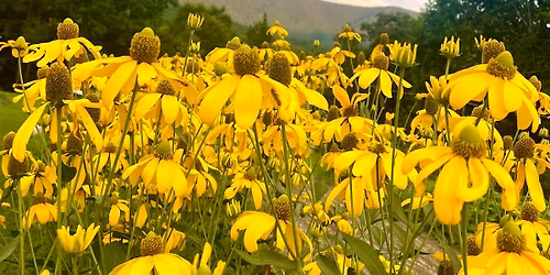 NRVMGA Annual Plant Sale