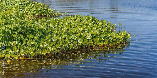 Pond Management Workshop Series- Understanding Aquatic Plants