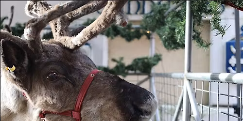 Devas Winter Wonderland with Reindeers