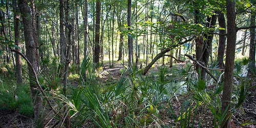 Wetlands Training for Decision Makers in Coastal South Carolina