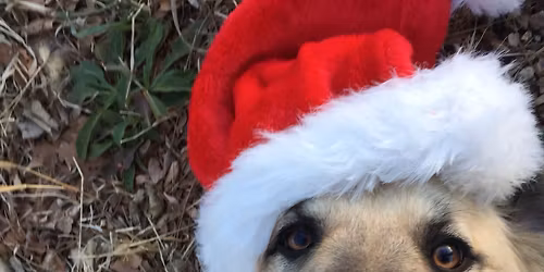 Holiday Open House at Piccalilli Farm!