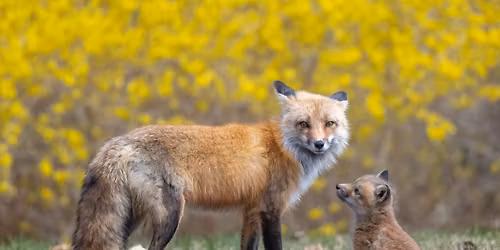 The Nature of it all: Secrets of a Wildlife + Nature Photographer